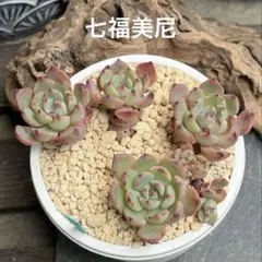 ❣️七福美尼❣️現品 エケベリア 寄せ植え 多肉弁当 多肉植物のサムネイル