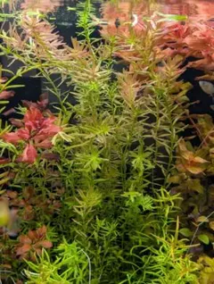 セイロンロタラ 30本 水中葉 無農薬 無害虫 - メルカリ