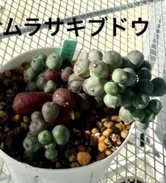 珍種❤️ムラサキブドウ❤️多肉植物　垂れ下り　寄植え　バンキング　つぶつぶ　カット苗