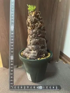 2025年最新】ユーフォルビア ムランジーナの人気アイテム - メルカリ