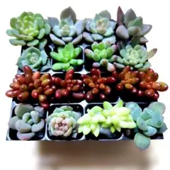 多肉植物　多肉寄せ植え　多肉弁当　多肉詰め合せ　多肉カット苗　多肉セット苗