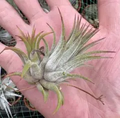Tillandsia アプレタード RFI 速達発送 - メルカリ