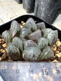 多肉植物ハオルチア　ブラック水晶オブツーサ錦