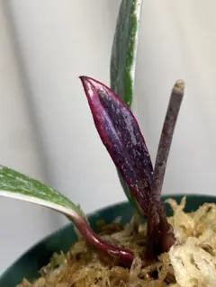 Ceratostema alexportillae 1 - メルカリ