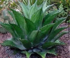 オバティフォリアジャイアント Agave ovatifolia giant アガベ オバティフォリア ジャイアント 【公式