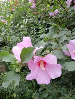 ムクゲ 木槿 　挿し木用枝 約15cm×5本 +おまけのサムネイル