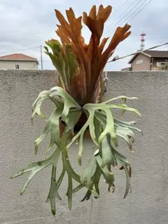 ビカクシダ ドワーフ ナノ ビカクマフィア - メルカリ