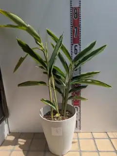 瞬芽ブドウ種子 iGS 60包入 - メルカリ