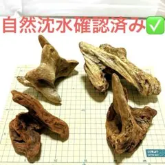 不規則形状 流木4点セット③ 【自然沈水確認済み】