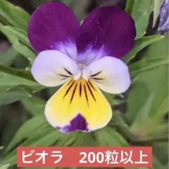 【200粒以上】ビオラの種［2026年採取］2️⃣のサムネイル