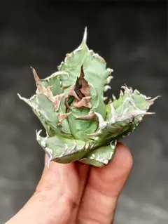 2026年最新】アガベ悪魔くんの人気アイテム - メルカリ