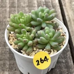 mari様 リクエスト 3点 まとめ商品