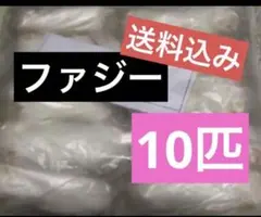 国産 冷凍マウス ファジー L 10匹 (送料無料一部地域発送不可) - メルカリ