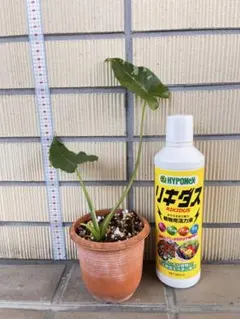 柱サボテン ドライガーデン サボテン 鬼面角 ココスヤシ ロック