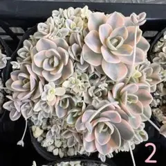 2026年最新】子持ち蓮華鏡花の人気アイテム - メルカリ