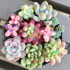 マコ様 リクエスト 2点 まとめ商品