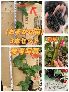 【おまかせ苗3本セット】安心のポット苗❗️ ブラックベリートリプルクラウン　苗