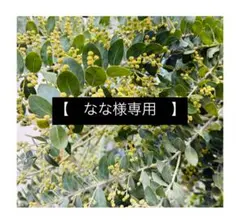 【なな様専用】パールアカシア　蕾付き切り枝80サイズいっぱい