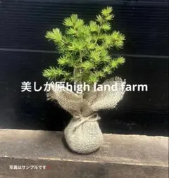 カラ松の苗木　約15㎝‼️ミニ盆栽　苔玉などに♪のサムネイル