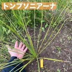 2026年最新】ユッカトンプソニアーナの人気アイテム - メルカリ