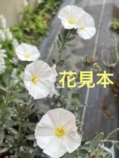 花苗　コンボルブルス　クネオルム （スノーエンジェル）　常緑小低木のサムネイル