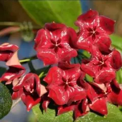 2026年最新】サクララン 苗の人気アイテム - メルカリ