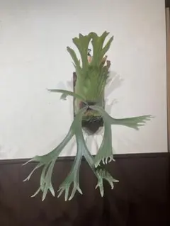E-1 sporeビカクシダ 観葉植物 白ビフ - メルカリ