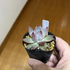 2026年最新】葉挿しの人気アイテム - メルカリ