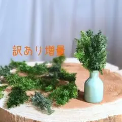 일본 레드 시더, 번역이 포함된 추가 용량*그린 타입