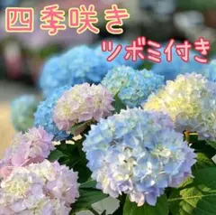 アジサイ2色 セイト - メルカリ