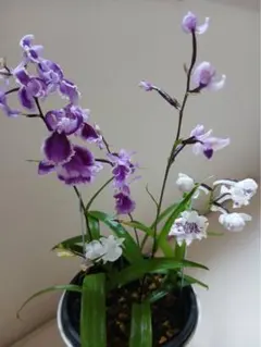 ウチョウラン寄せ植え花が中盤のサムネイル
