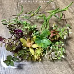 11/28(金)発送　多肉植物　カット苗　カリシアたっぷりミニセット②