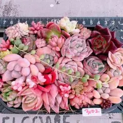 春直前SALE‼️多肉植物寄せ植えset♡3102
