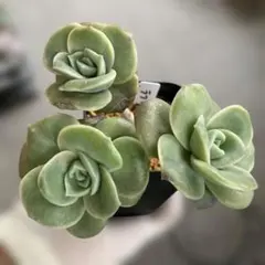 ❤️専用❤️★134メルカリ便✨❤️ラブリーローズ錦❤️3頭斑入❤️セール❤️群生抜き苗♪ 1435319630.jpg?1640416969