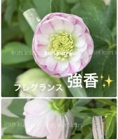 2026年最新】加藤農園 プリマヴェーラの人気アイテム - メルカリ