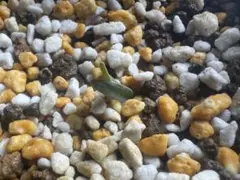 ウェルウィッチア ミラビリス（奇想天外）⑨のサムネイル