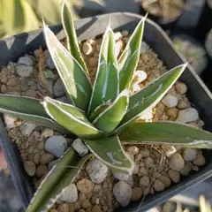 ちいち様 リクエスト 2点 まとめ商品