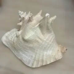 貝殻 置物 2個セット トウカムリガ - メルカリ