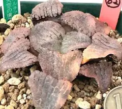 微根発根済‼️鮮明錦‼️極上株‼️美苗‼️多肉植物 ハオルチア 天空の境