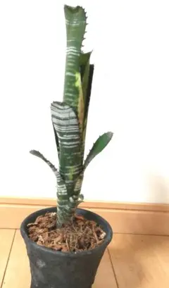 2025年最新】ドミンゴスマルティンスの人気アイテム - メルカリ