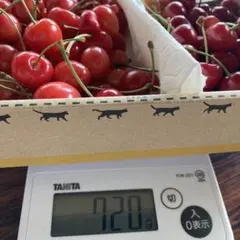 本日〆切19時迄！本日発送‼︎さくらんぼ　新種甲斐ルビー＆佐藤錦　食べ比べのサムネイル
