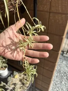 オリヅルラン 子株 観葉植物