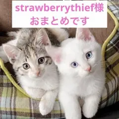 strawberrythief様 リクエスト 5点 まとめ商品
