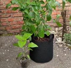 5枚入✨不織布プランター 7ガロン 植木鉢 鉢カバー 家庭菜園 園芸