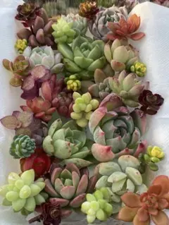 JULIE❤️様 リクエスト 2点 まとめ商品