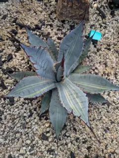 アガベ【屈原の舞錦】 2025年最新】アガベ 屈原の舞扇錦の人気アイテム - メルカリ