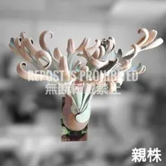 2026年最新】white house ビカクシダの人気アイテム - メルカリ
