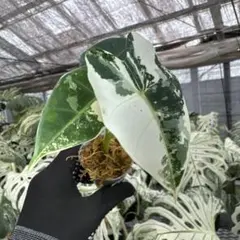 アロカシア マハラニ 斑入り 芋1つ - メルカリ