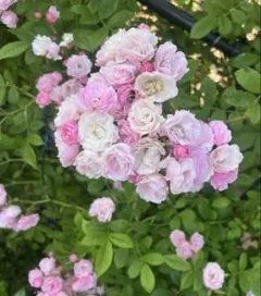 みどりん様 リクエスト 2点 まとめ商品