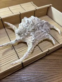 【特大】水字貝殻　スイジガイ